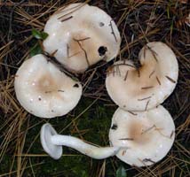 Hygrophorus pudorinus.